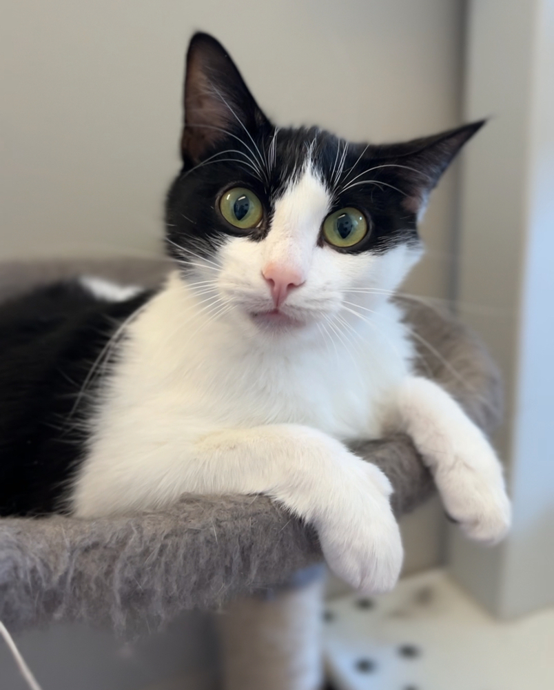 Maisie, an adoptable Domestic Short Hair in Bemidji, MN, 56601 | Photo Image 1