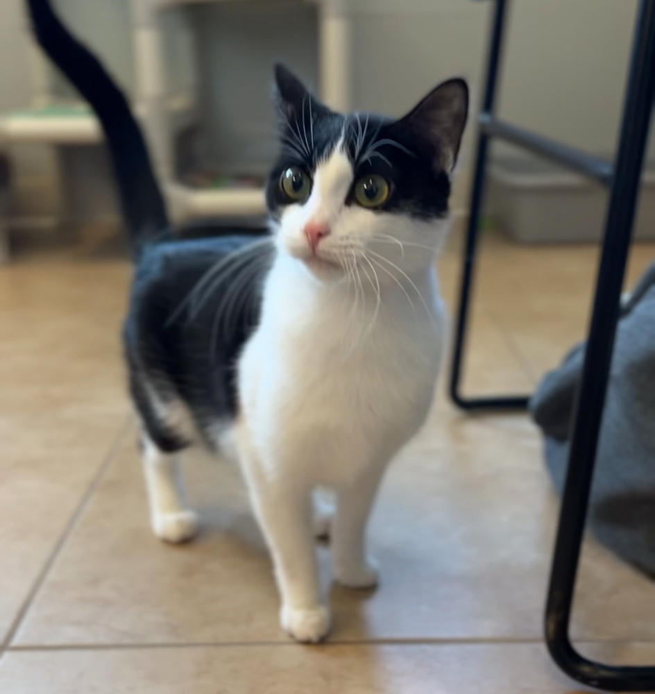 Maisie, an adoptable Domestic Short Hair in Bemidji, MN, 56601 | Photo Image 2