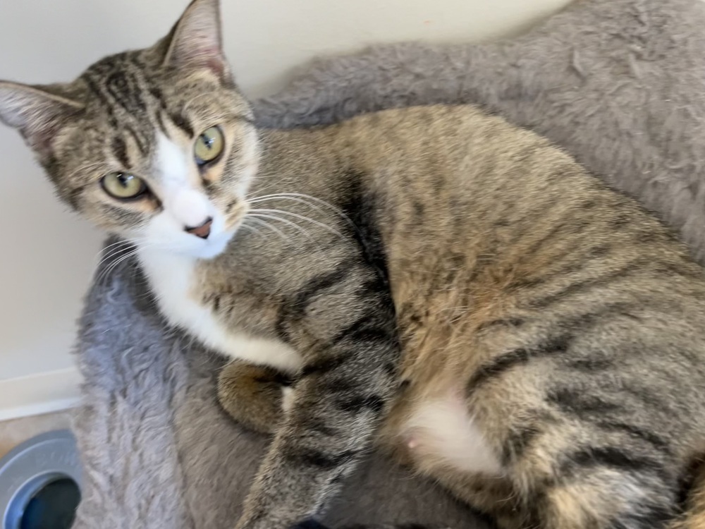 Millie, an adoptable Domestic Short Hair in Bemidji, MN, 56601 | Photo Image 1