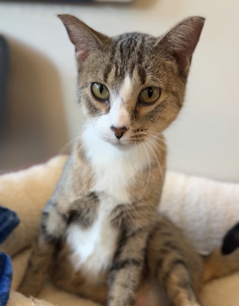 Millie, an adoptable Domestic Short Hair in Bemidji, MN, 56601 | Photo Image 2