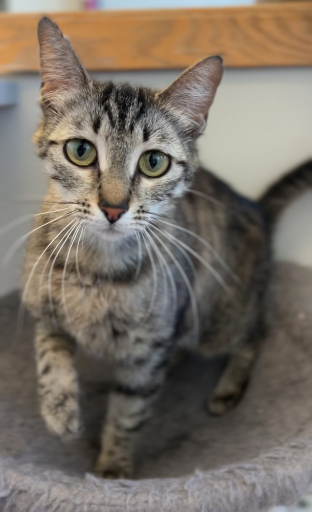 Emma, an adoptable Domestic Medium Hair in Bemidji, MN, 56601 | Photo Image 1