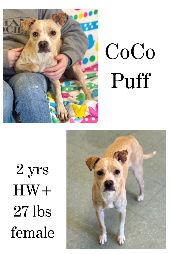 CoCo Puff