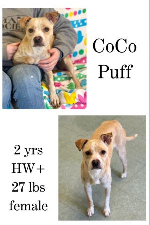CoCo Puff, Adult Female unknown
