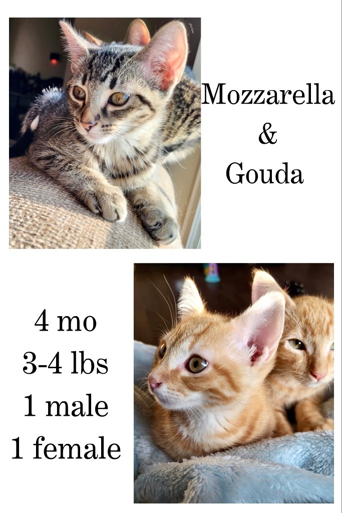 Mozzarella