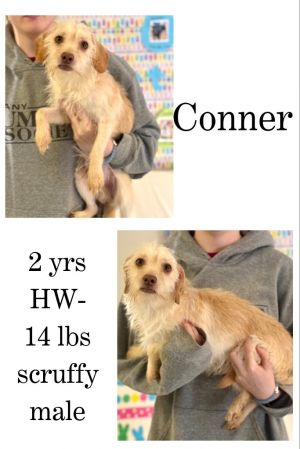 Conner, Adult Male unknown