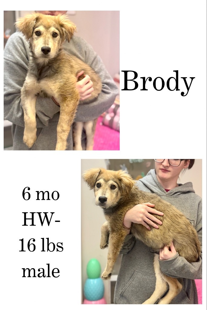 Brody