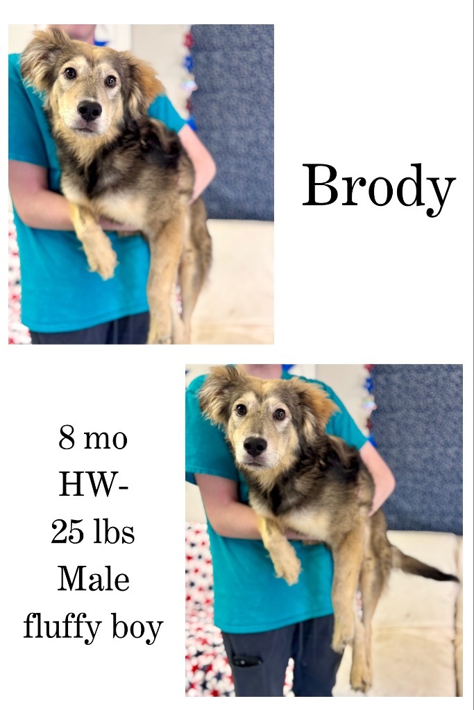 Brody