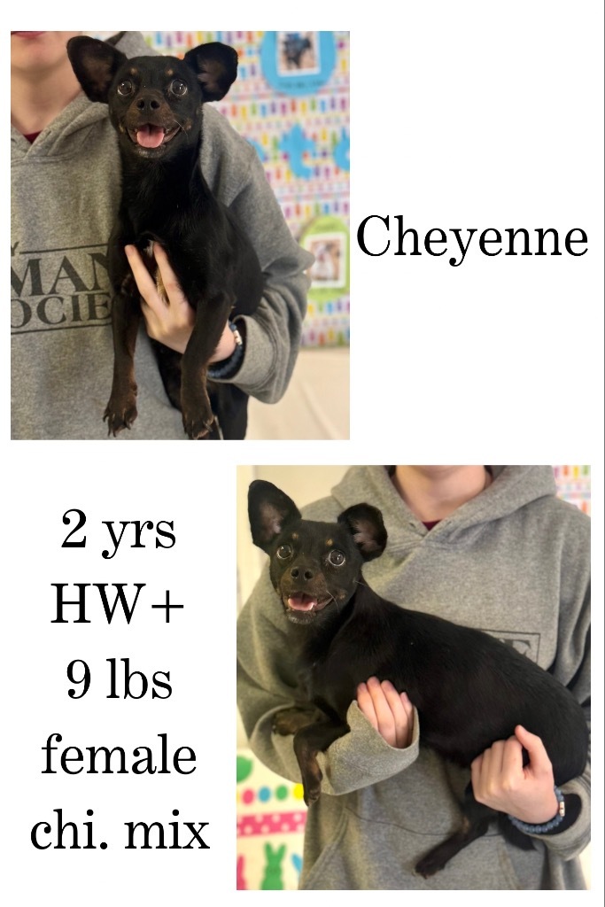 Cheyenne