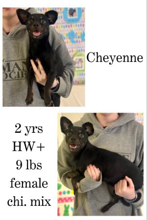 Cheyenne, Adult Female unknown