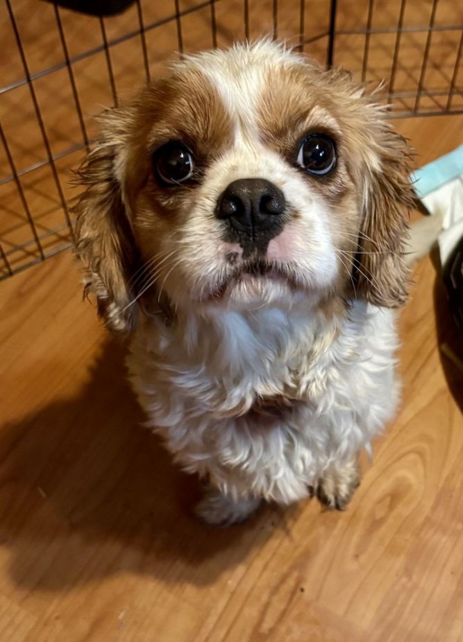 Grady