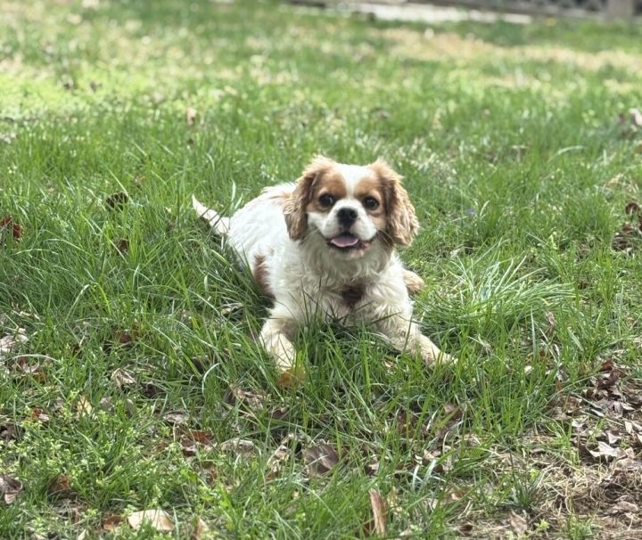 Grady 2