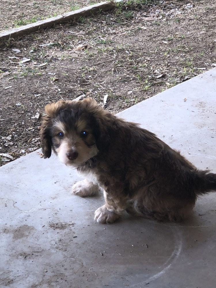 Curly, an adoptable Cockapoo, Terrier in Bonita, CA, 91908 | Photo Image 1