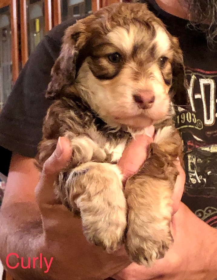 Curly, an adoptable Cockapoo, Terrier in Bonita, CA, 91908 | Photo Image 2