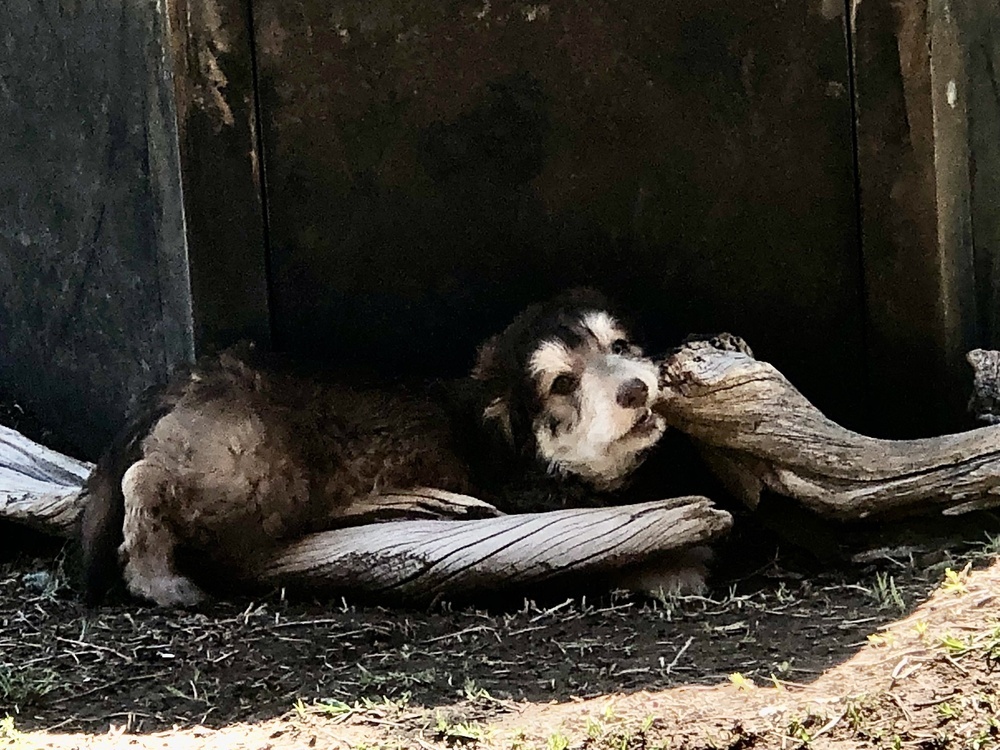Curly, an adoptable Cockapoo, Terrier in Bonita, CA, 91908 | Photo Image 3