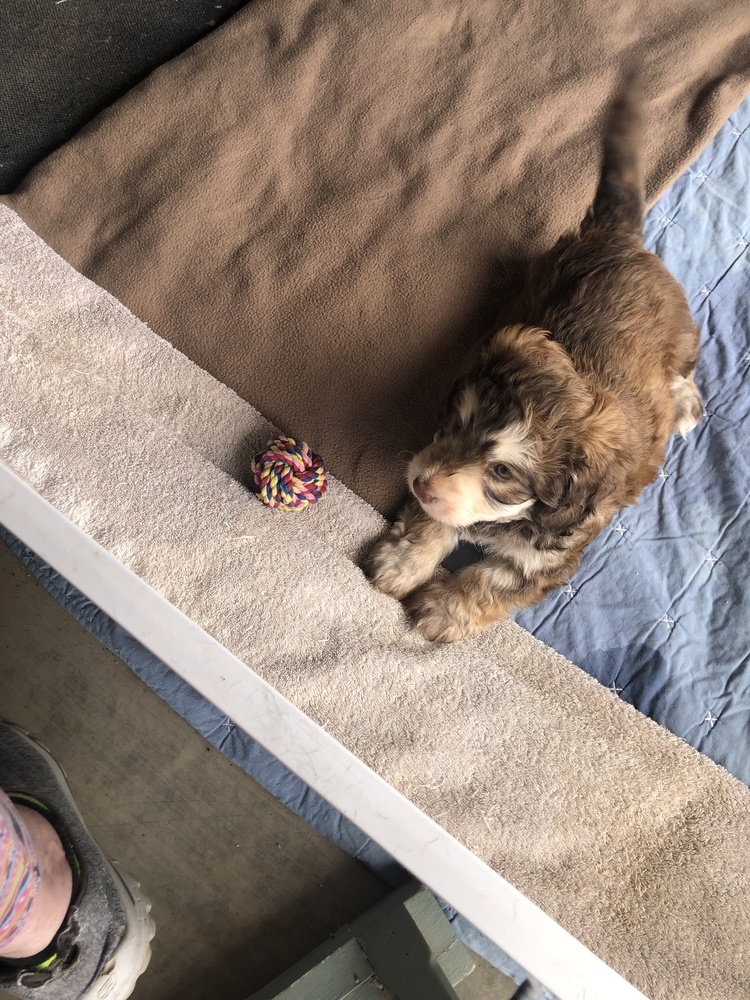 Curly, an adoptable Cockapoo, Terrier in Bonita, CA, 91908 | Photo Image 6