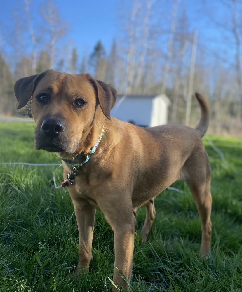 Charlie BAC 137304, an adoptable Black Mouth Cur in Halifax, NS, B3J 3A5 | Photo Image 1