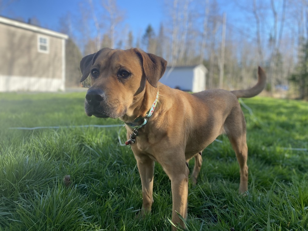 Charlie BAC 137304, an adoptable Black Mouth Cur in Halifax, NS, B3J 3A5 | Photo Image 2