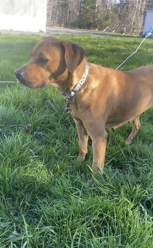 Charlie BAC 137304, an adoptable Black Mouth Cur in Halifax, NS, B3J 3A5 | Photo Image 3