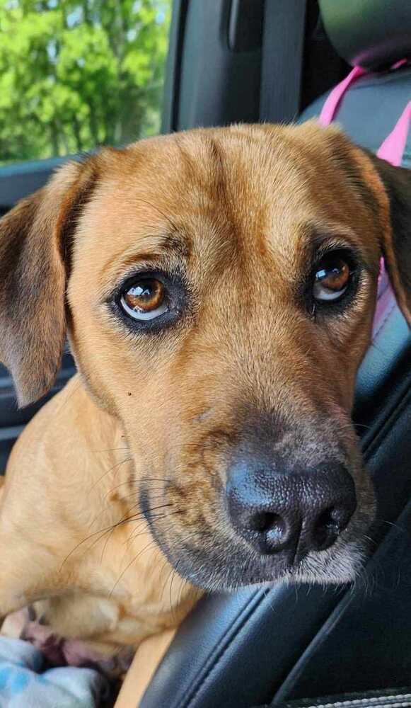 Charlie BAC 137304, an adoptable Black Mouth Cur in Halifax, NS, B3J 3A5 | Photo Image 4