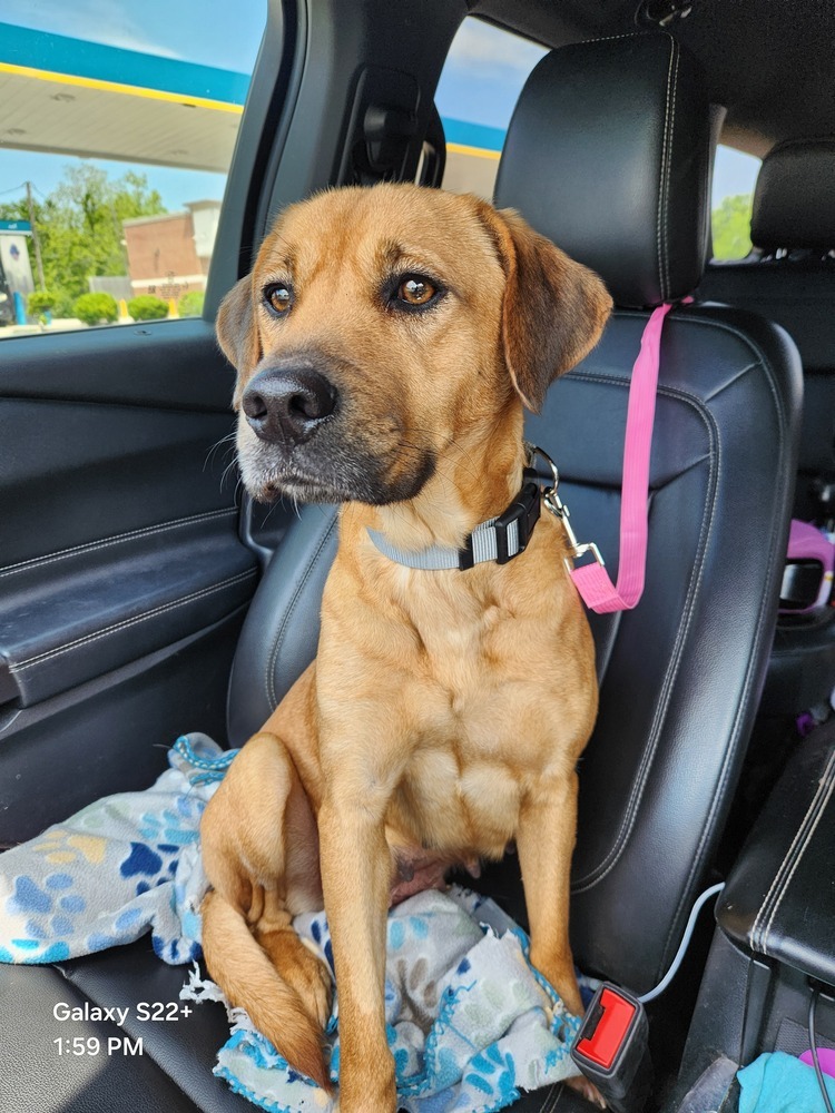 Charlie BAC 137304, an adoptable Black Mouth Cur in Halifax, NS, B3J 3A5 | Photo Image 5