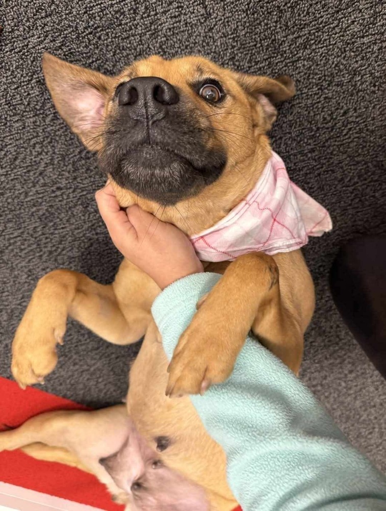 Charlie BAC 137304, an adoptable Black Mouth Cur in Halifax, NS, B3J 3A5 | Photo Image 6