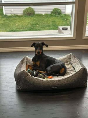 Dante (EDMONTON, AB)
