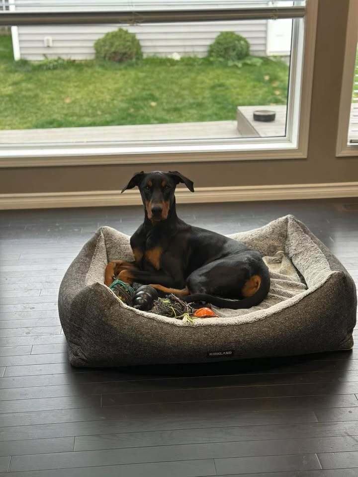 Dante (EDMONTON, AB), an adoptable Doberman Pinscher in Edmonton, AB, T6E 0T7 | Photo Image 1