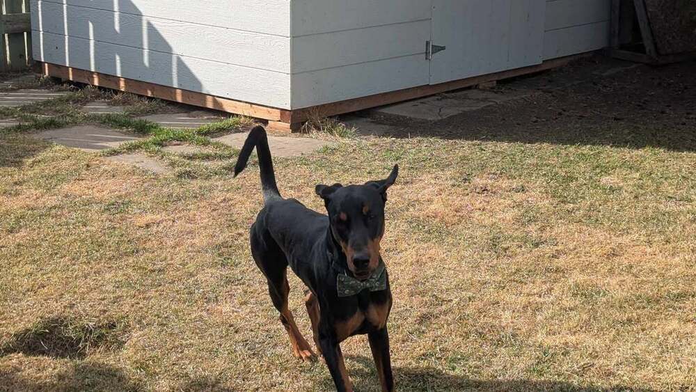 Dante (EDMONTON, AB), an adoptable Doberman Pinscher in Edmonton, AB, T6E 0T7 | Photo Image 2