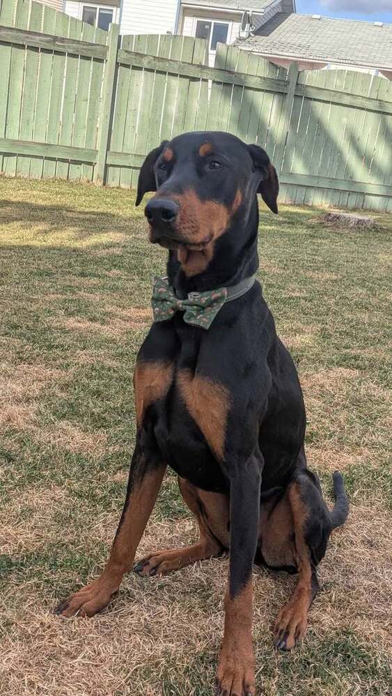 Dante (EDMONTON, AB), an adoptable Doberman Pinscher in Edmonton, AB, T6E 0T7 | Photo Image 3