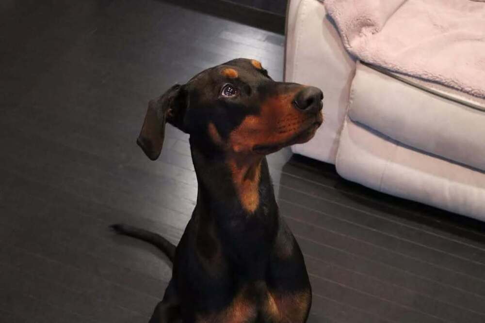 Dante (EDMONTON, AB), an adoptable Doberman Pinscher in Edmonton, AB, T6E 0T7 | Photo Image 4