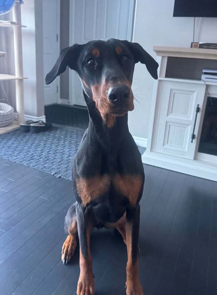 Dante (EDMONTON, AB), an adoptable Doberman Pinscher in Edmonton, AB, T6E 0T7 | Photo Image 5