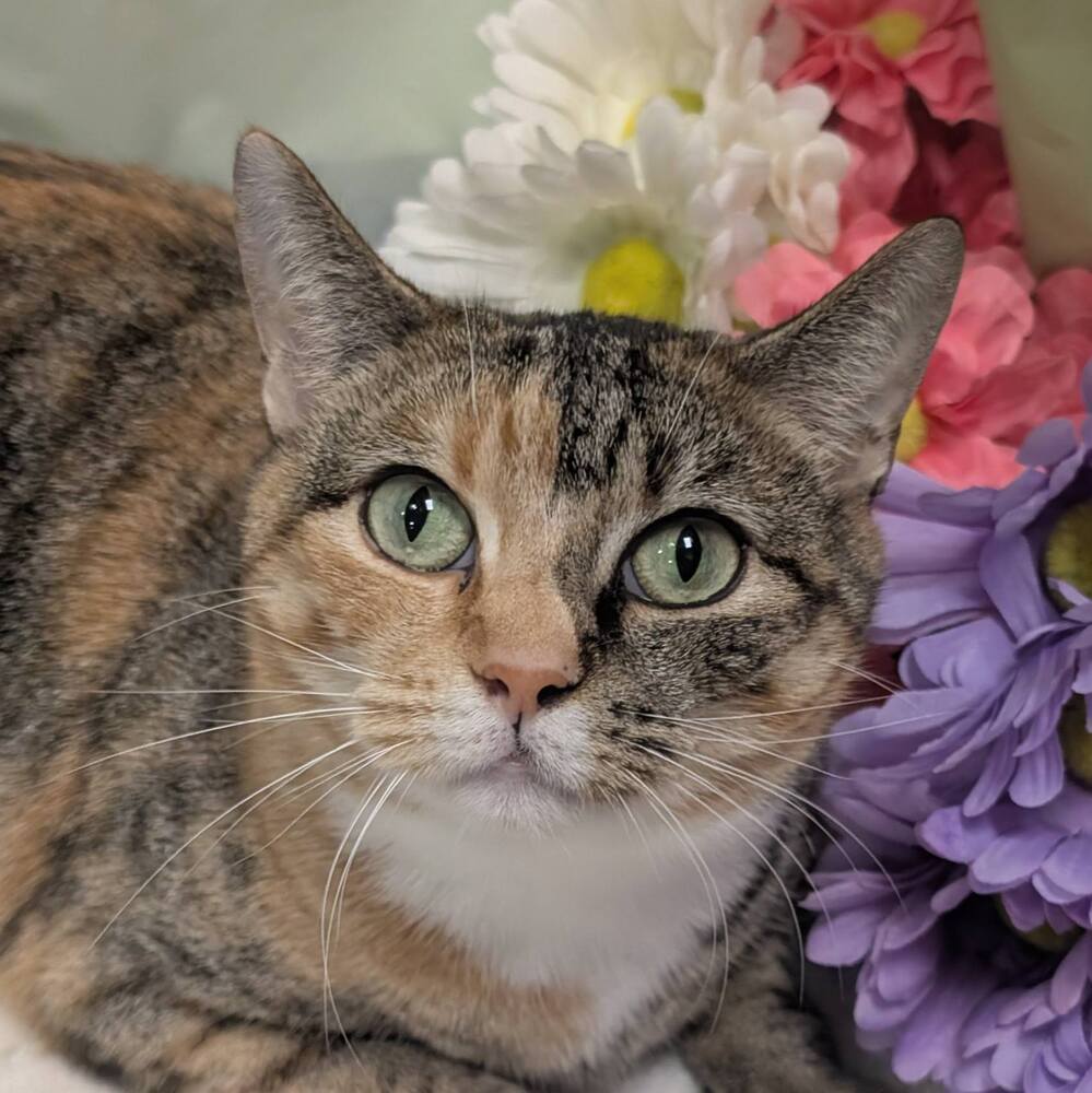 Cecilia