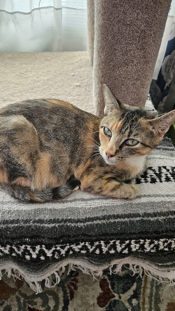 Cecilia