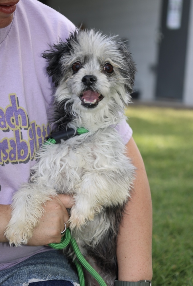 Molly, an adoptable Havanese in Herriman, UT, 84096 | Photo Image 1