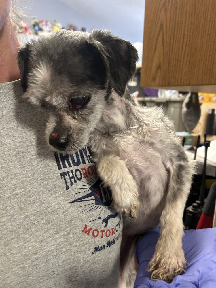 Molly, an adoptable Havanese in Herriman, UT, 84096 | Photo Image 2