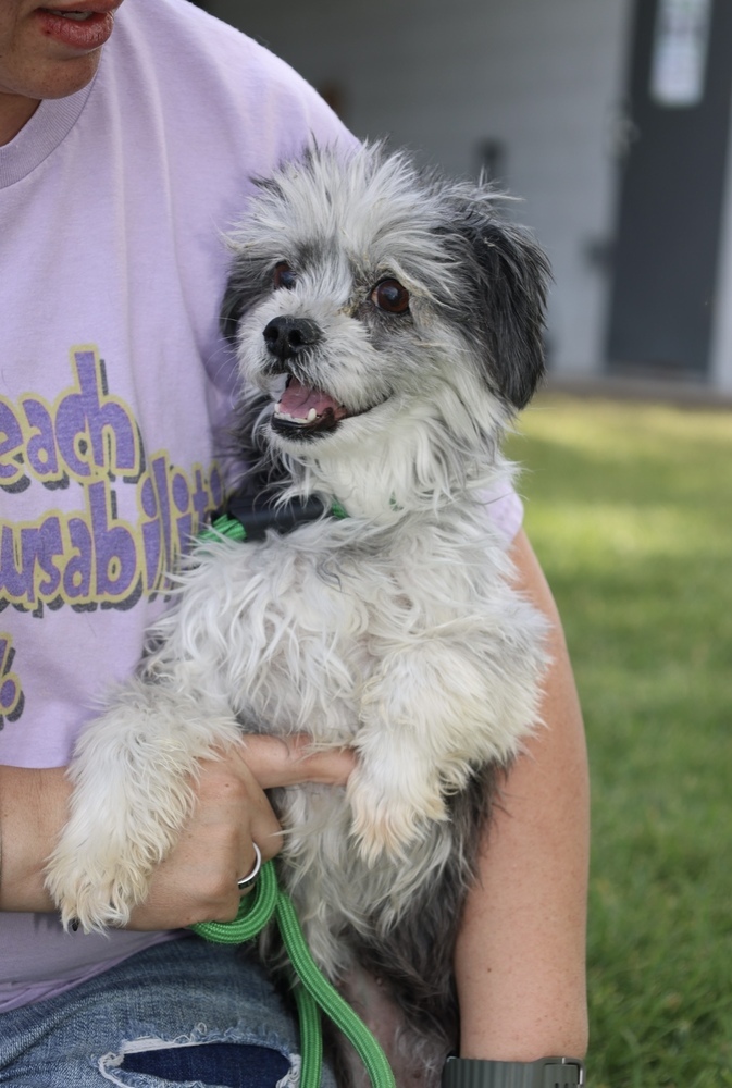 Molly, an adoptable Havanese in Herriman, UT, 84096 | Photo Image 2