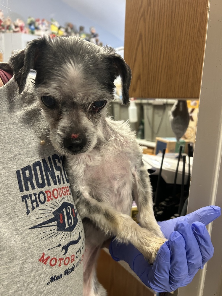 Molly, an adoptable Havanese in Herriman, UT, 84096 | Photo Image 3