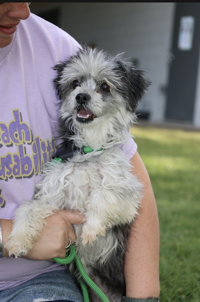 Molly, an adoptable Havanese in Herriman, UT, 84096 | Photo Image 3