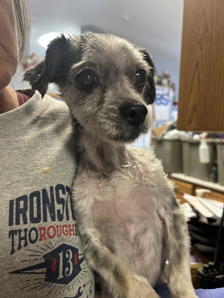 Molly, an adoptable Havanese in Herriman, UT, 84096 | Photo Image 4