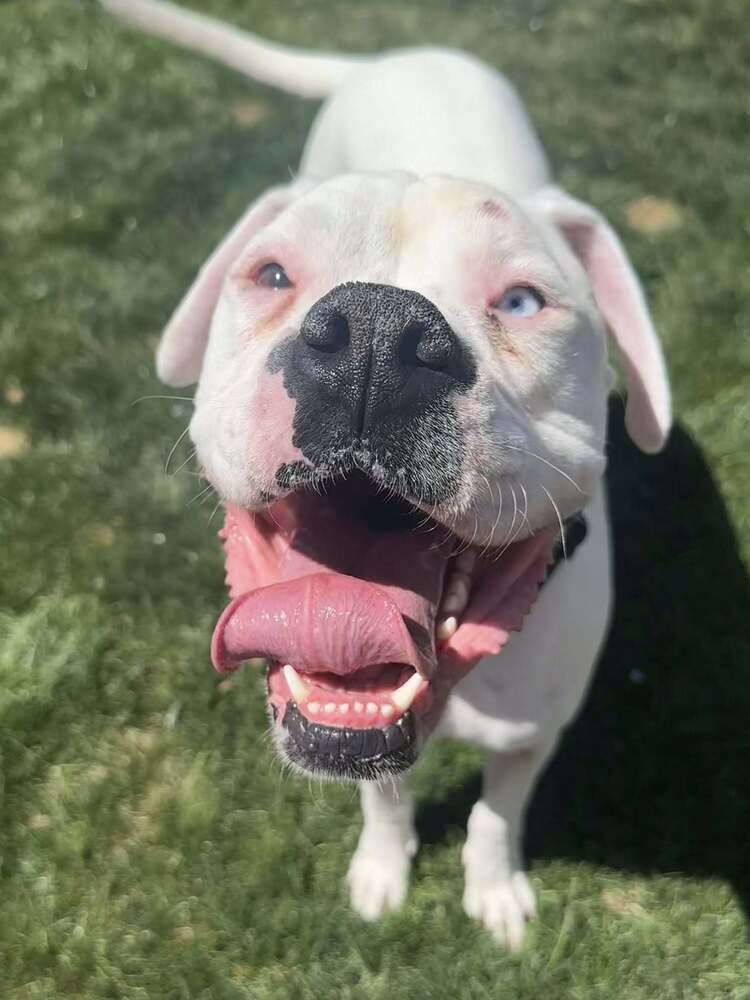 Denali