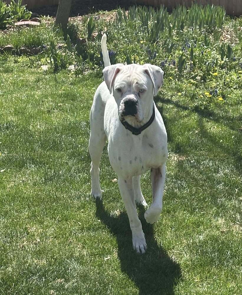 Denali
