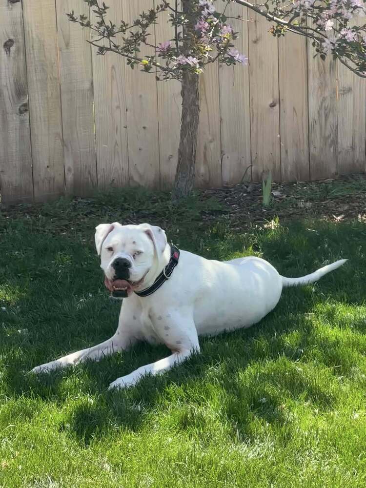 Denali