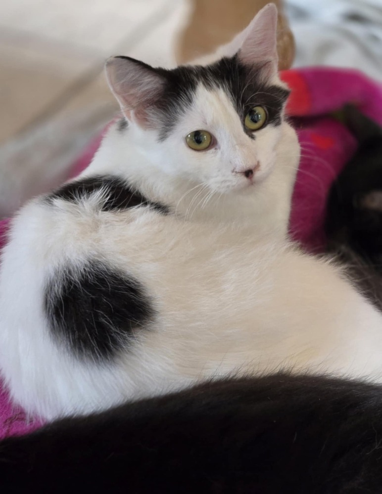 Sabrina, an adoptable Domestic Medium Hair in Salinas, CA, 93905 | Photo Image 1