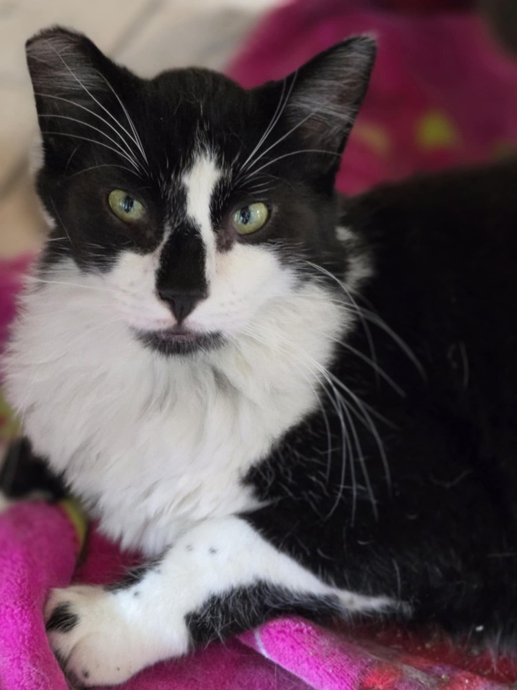 Roman, an adoptable Domestic Short Hair in Salinas, CA, 93905 | Photo Image 1