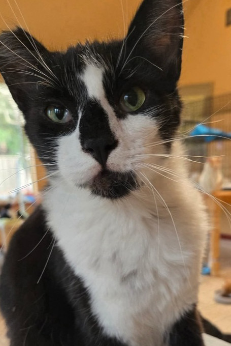 Roman, an adoptable Domestic Short Hair in Salinas, CA, 93905 | Photo Image 1