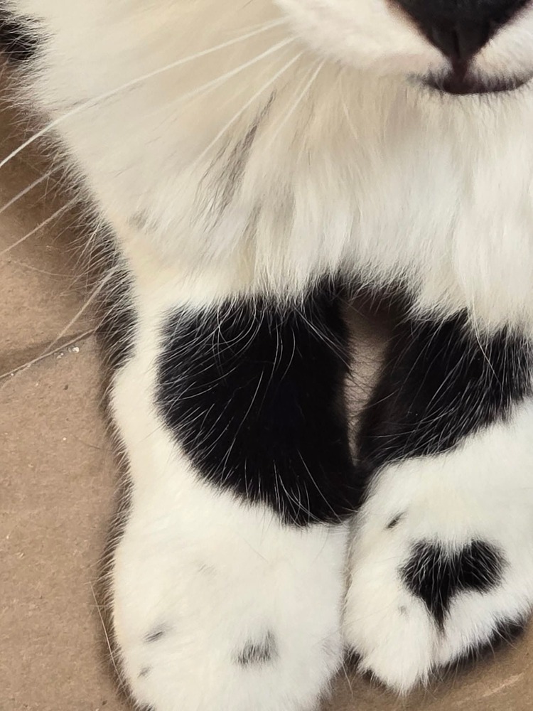 Roman, an adoptable Domestic Short Hair in Salinas, CA, 93905 | Photo Image 2