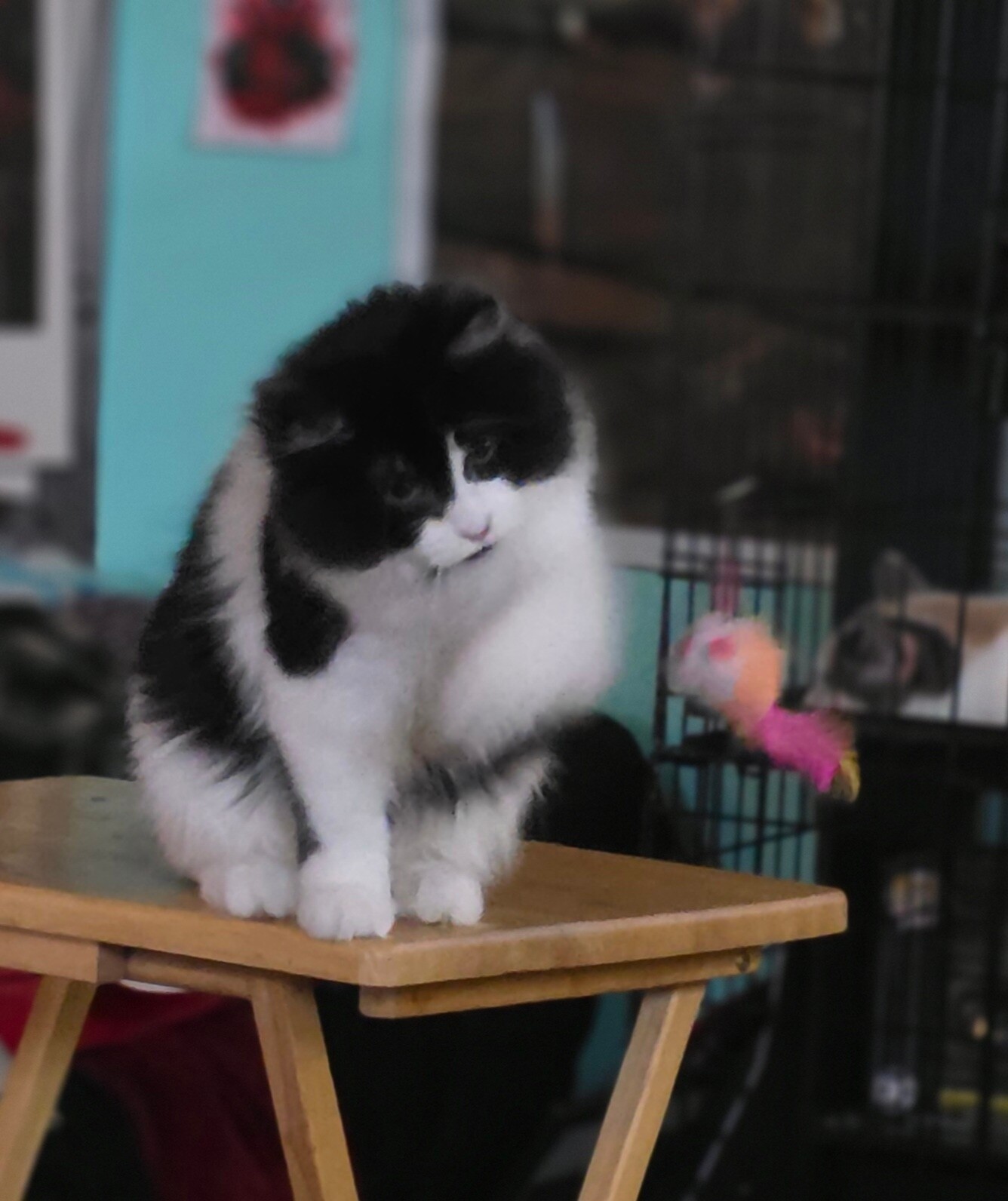 Union, an adoptable Domestic Long Hair in Kennewick, WA, 99337 | Photo Image 1
