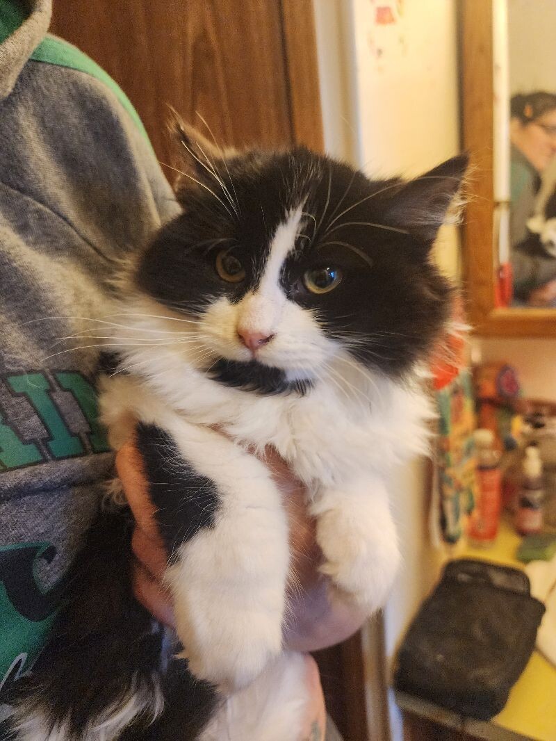 Union, an adoptable Domestic Long Hair in Kennewick, WA, 99337 | Photo Image 2
