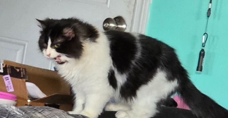 Union, an adoptable Domestic Long Hair in Kennewick, WA, 99337 | Photo Image 3