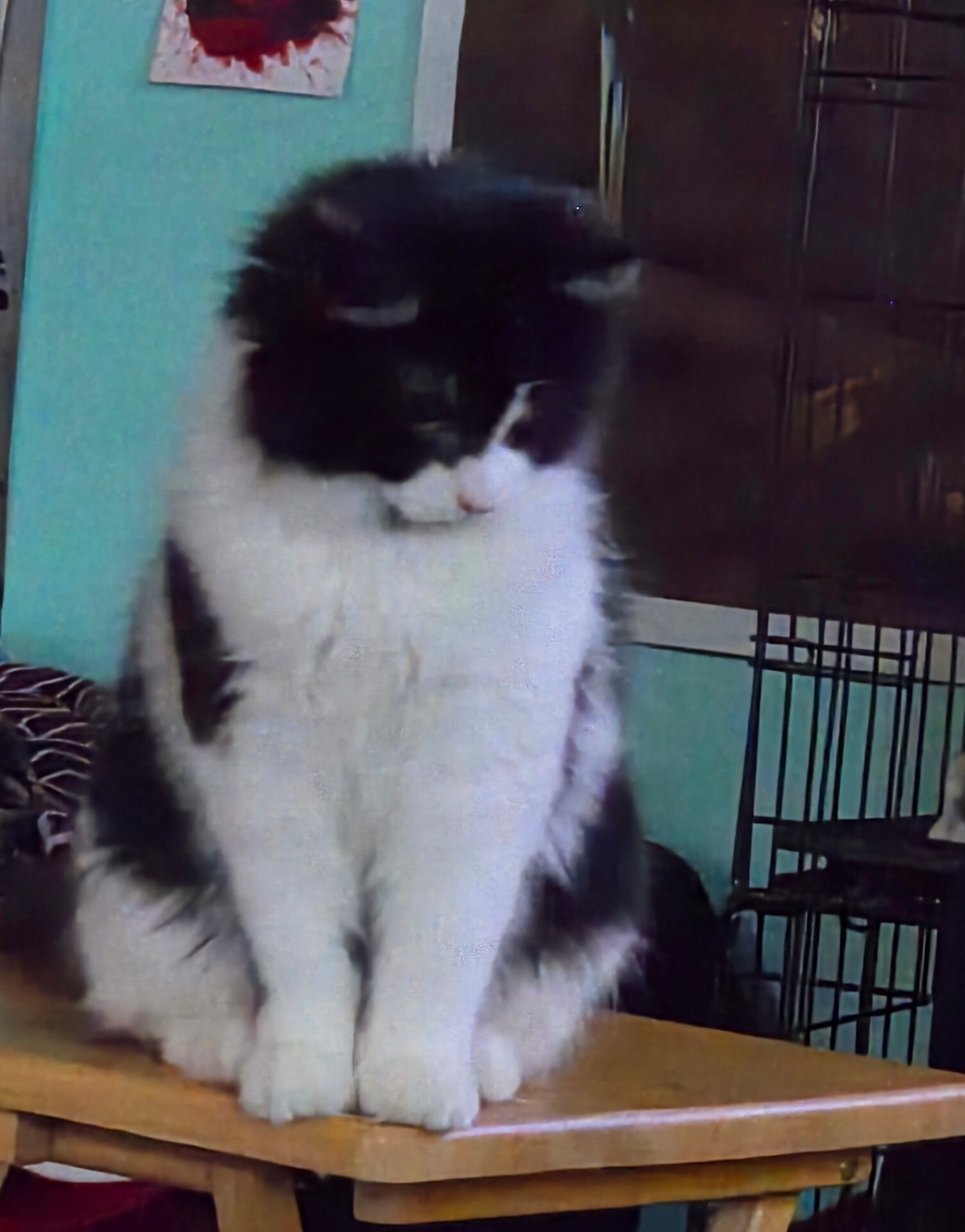 Union, an adoptable Domestic Long Hair in Kennewick, WA, 99337 | Photo Image 6